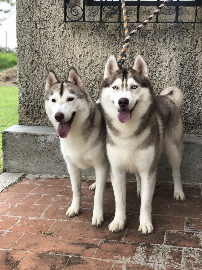 HUSKY SIBERIANO MANTO ROJO