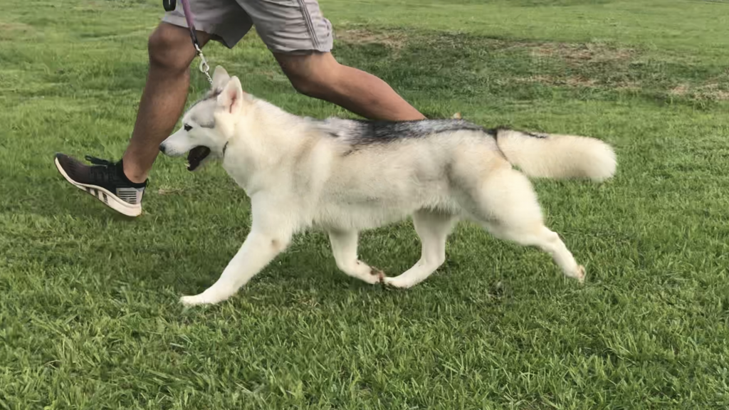 Venta de Husky Siberiano en cdmx