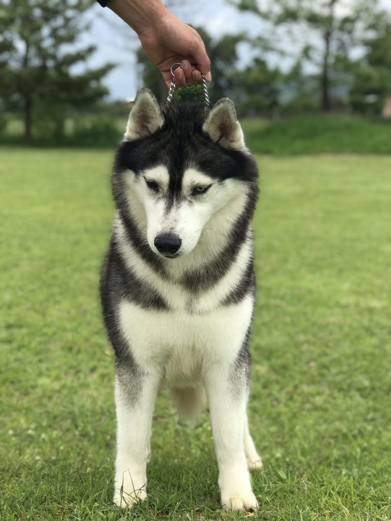 VENTA DE HUSKY SIBERIANO