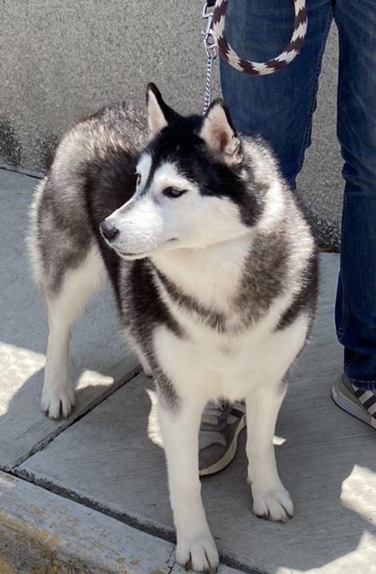 Venta de Husky Siberiano en cdmx