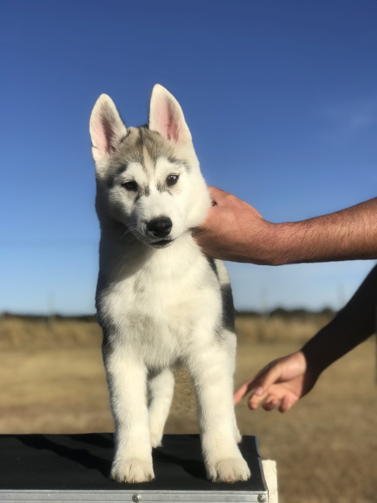 Criadero de Husky Siberiano en México