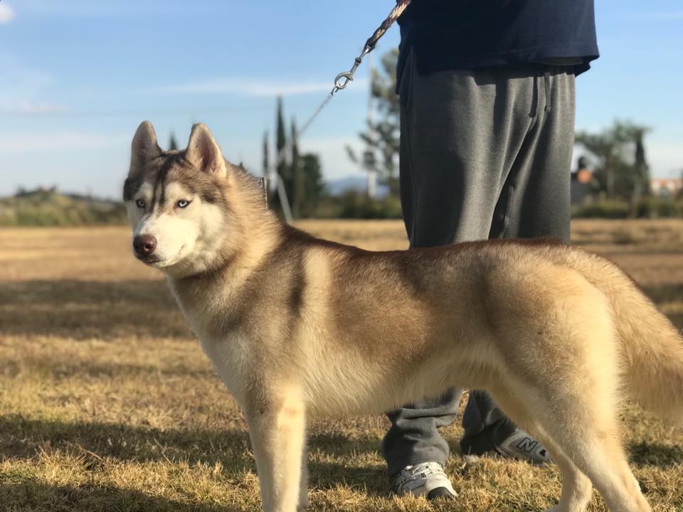 las orejas de cerdo son mejores para un husky siberiano que las orejas de cuero sin curtir