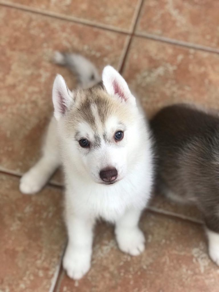 HUSKY SIBERIANO MANTO ROJO