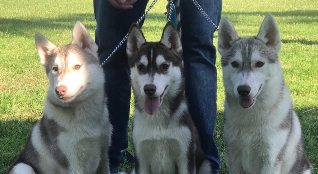 HUSKY SIBERIANO MANTO ROJO