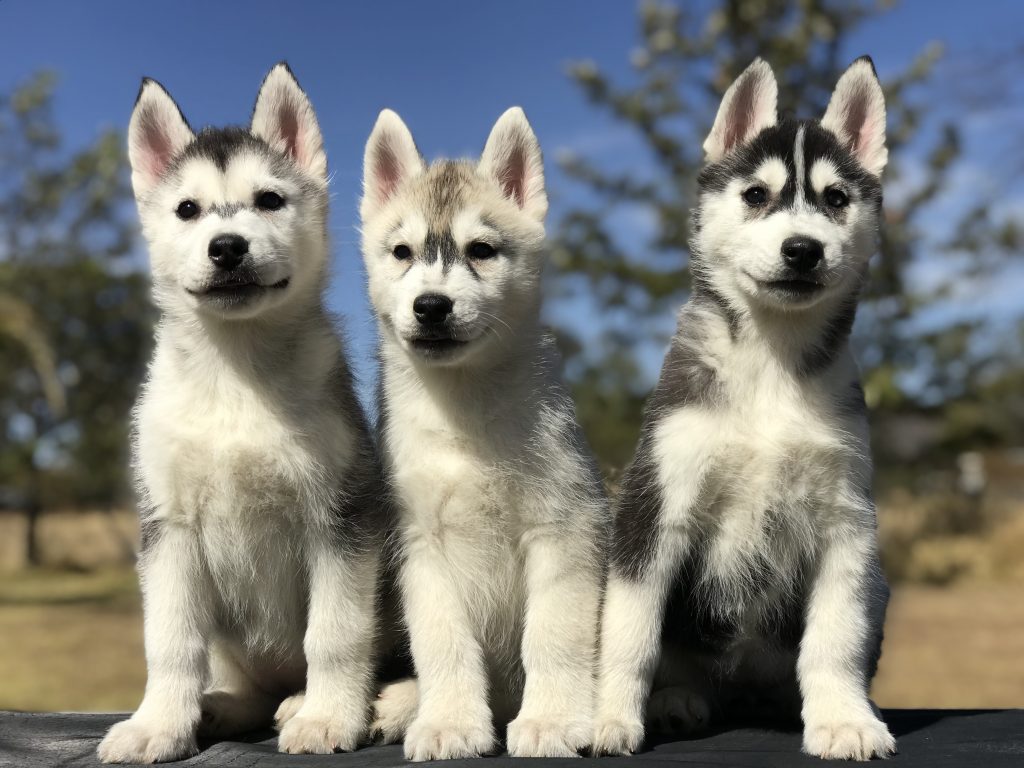 Criadero de Husky Siberiano en México