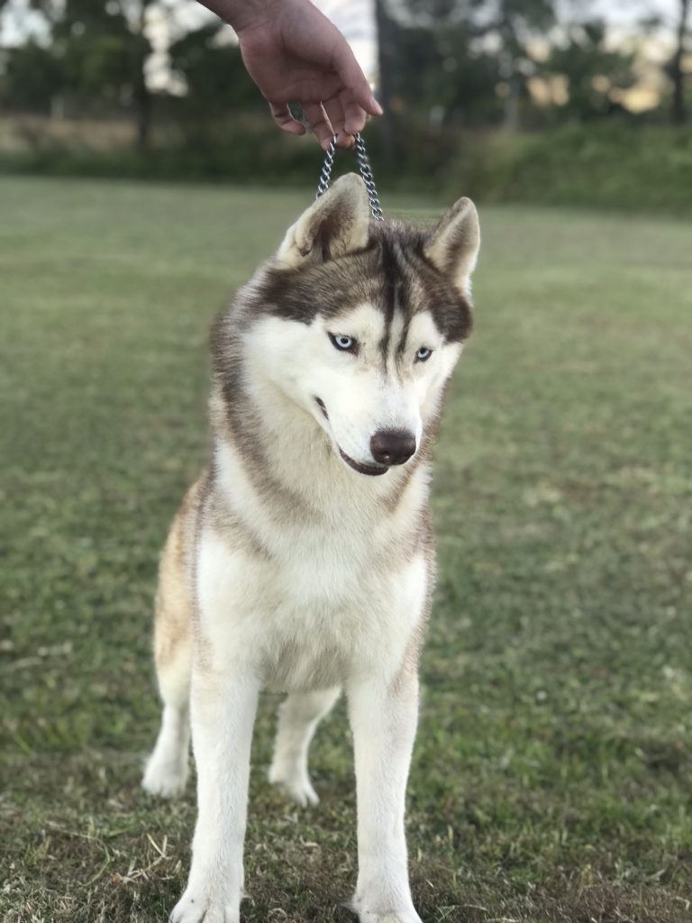 MACHOS HUSKY SIBERIANO MANTO ROJO PARA MAQUILA