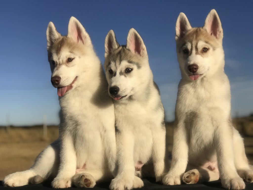 Criadero de Husky Siberiano con pedigree en México