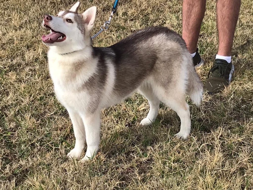 HUSKY SIBERIANO MANTO ROJO