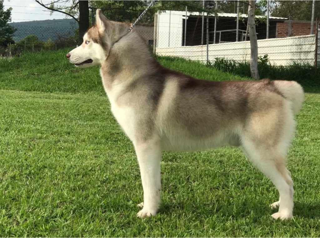 HUSKY SIBERIANO MANTO ROJO