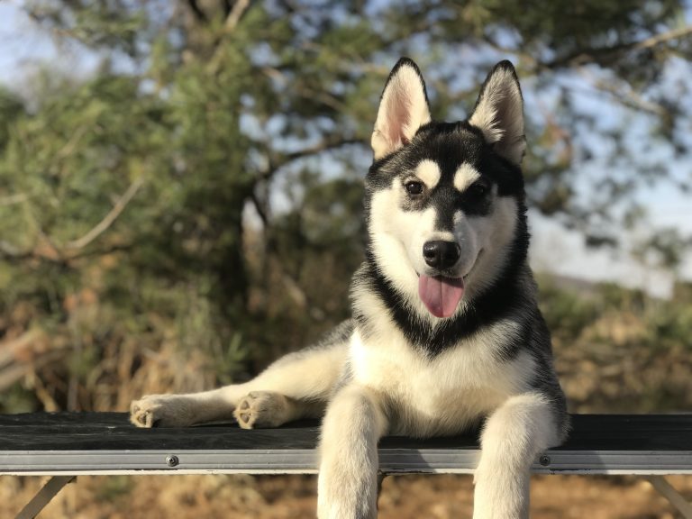 CRIADERO DE HUSKY SIBERIANO CON PEDIGREE MANTO NEGRO