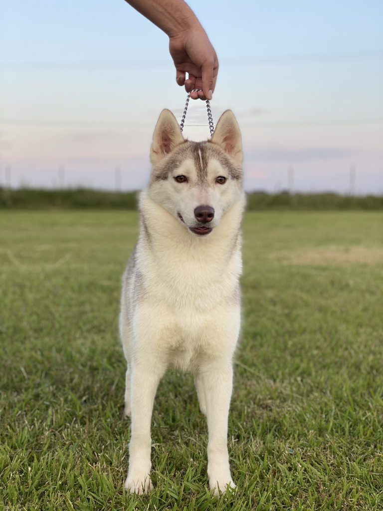 HUSKY SIBERIANO MANTO ROJO