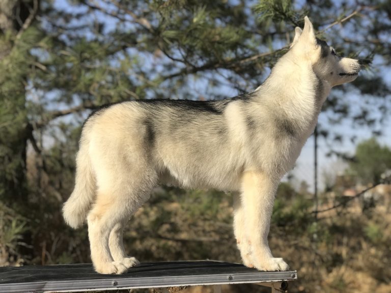 Cachorros Husky Siberiano manto gris con Pedigree en Morelia Colima