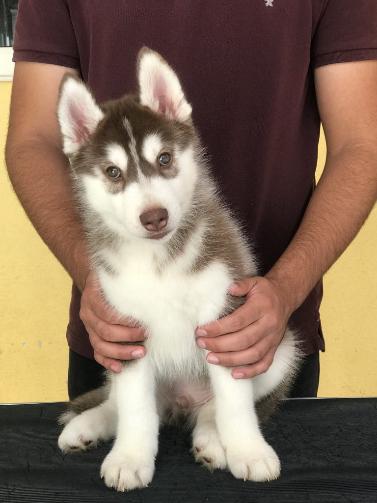 HUSKY SIBERIANO MANTO ROJO