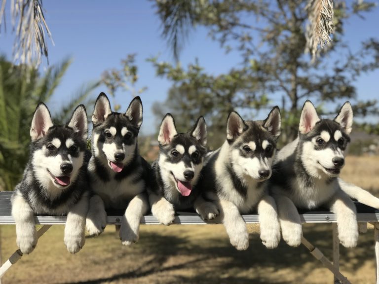 Criadero de Husky Siberiano con pedigree en México Manto negro