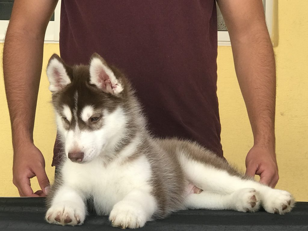 HUSKY SIBERIANO MANTO ROJO