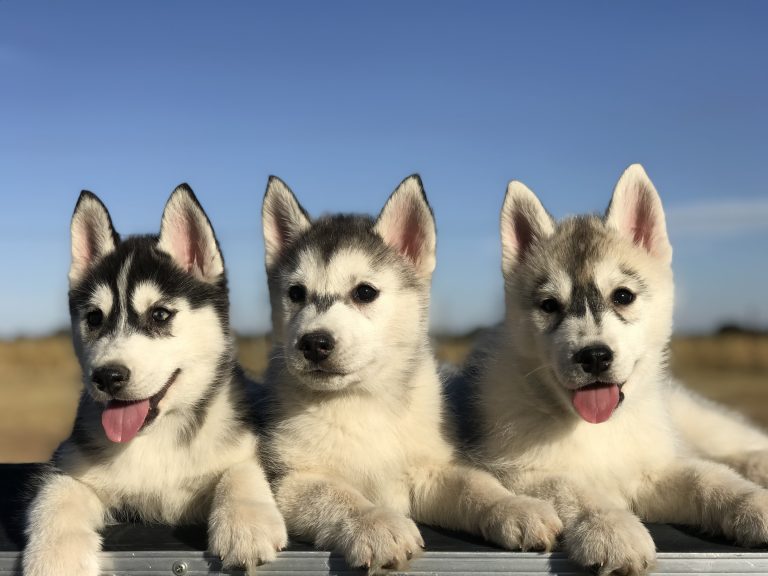 VENTA DE HUSKY SIBERIANO