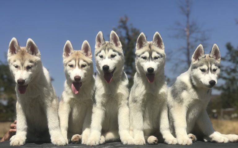 Husky Siberiano en Aguascalientes