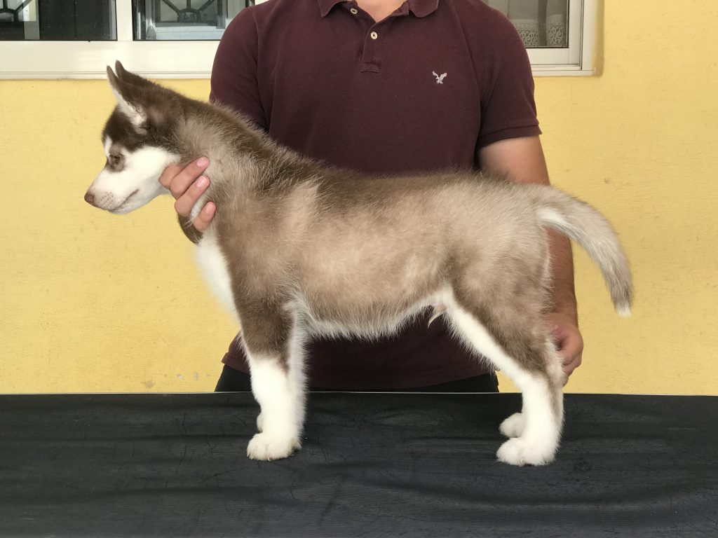 HUSKY SIBERIANO MANTO ROJO