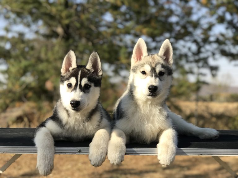 CRIADERO DE HUSKY SIBERIANO CON PEDIGREE