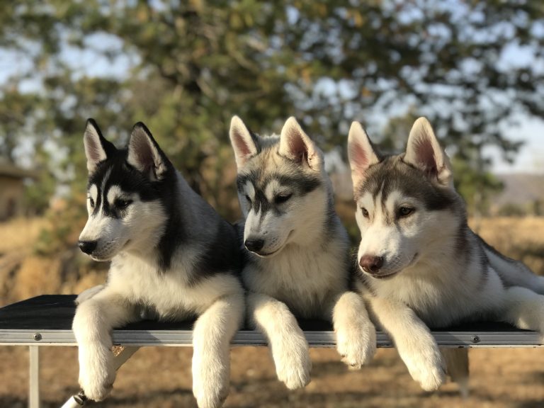 CRIADERO DE HUSKY SIBERIANO VENTA DER CACHORROS EN MEXICO