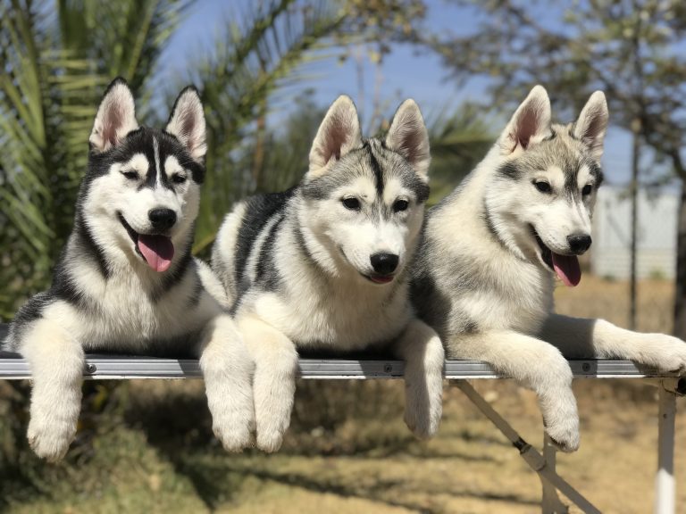 CRIADERO DE HUSKY SIBERIANO CON PEDIGREE