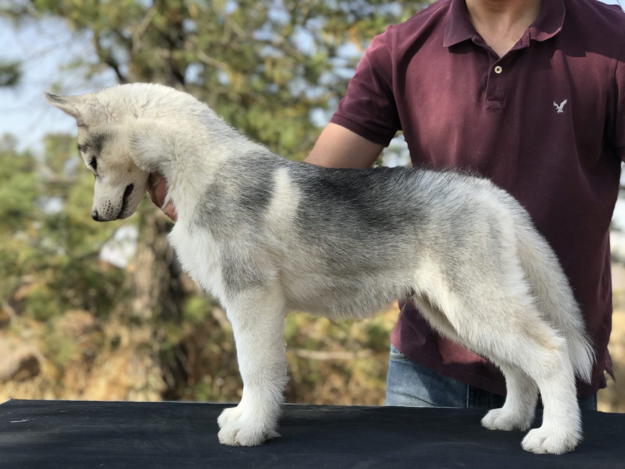cachorros husky siberiano manto gris con pedigree