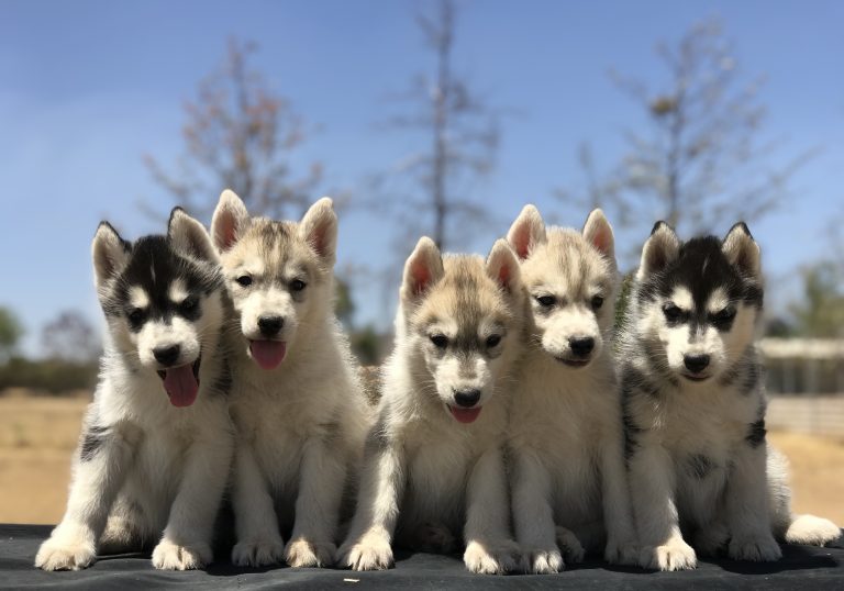 Cachorros Husky Siberiano con Pedigree