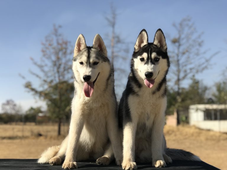 VENTA DE HUSKY SIBERIANO CON PEDIGREE MANTO GRIS Y NEGRO EN MÉXICO