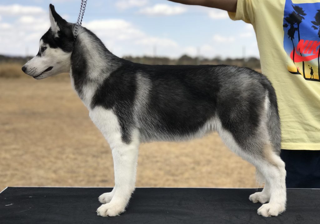 Venta de husky siberiano con pedigree