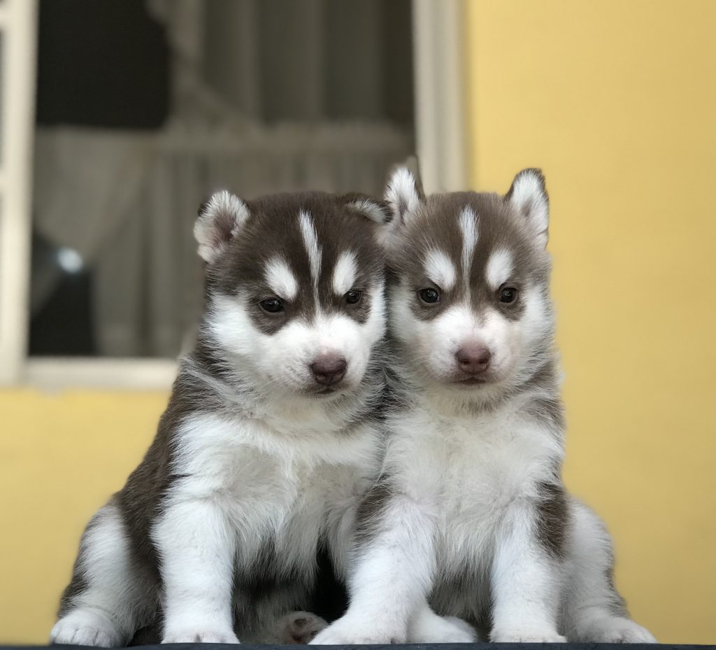 HUSKY SIBERIANO MANTO ROJO