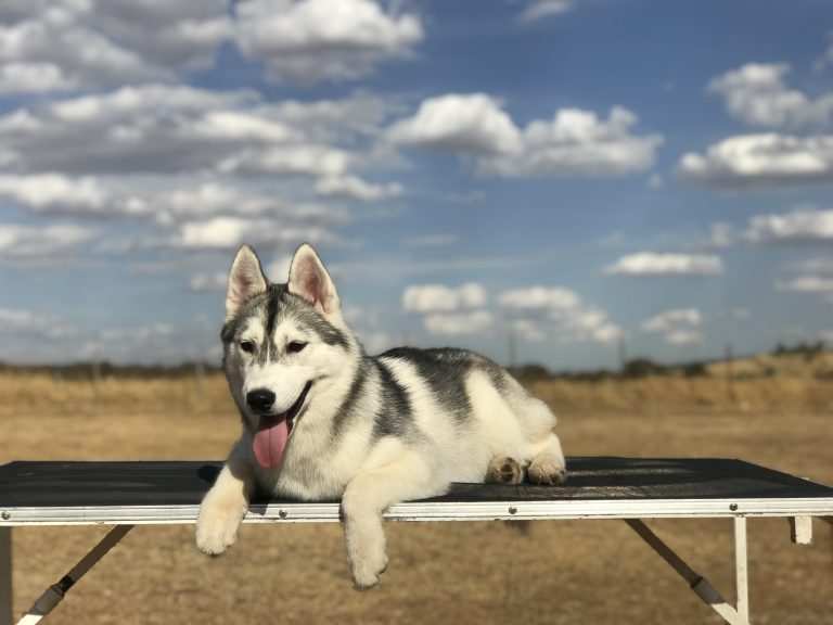 Hembra Husky en Venta