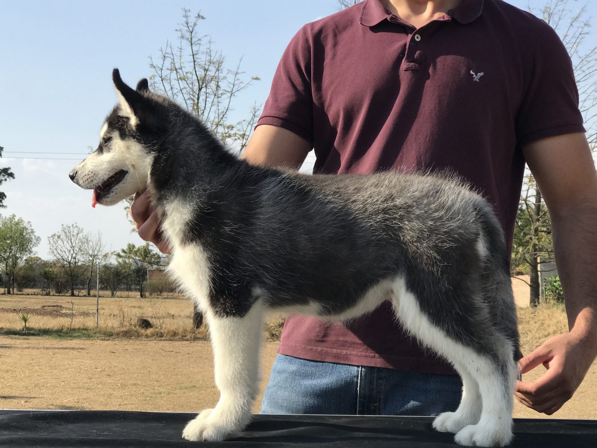 Husky color negro
