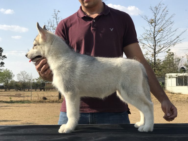 CACHORRO GRIS EL MEJOR CRIADERO DE HUSKY SIBERIANO