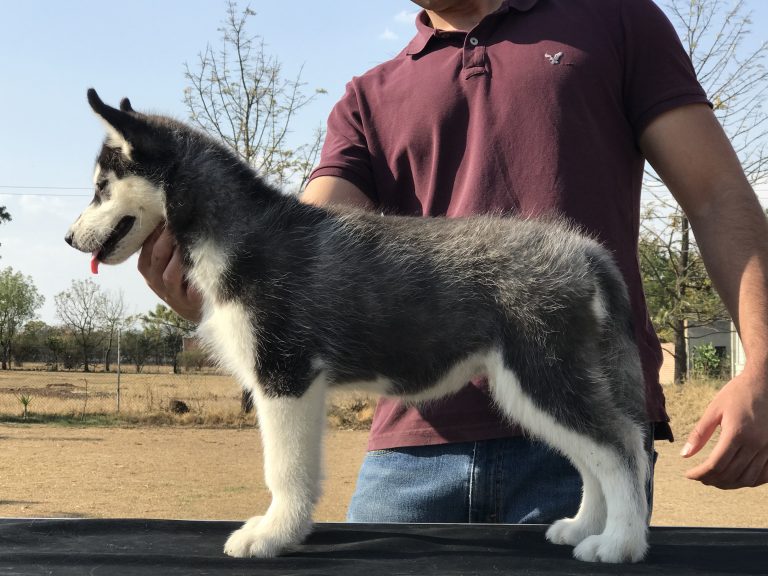 cachorro manto negro EL MEJOR CRIADERO DE HUSKY SIBERIANO