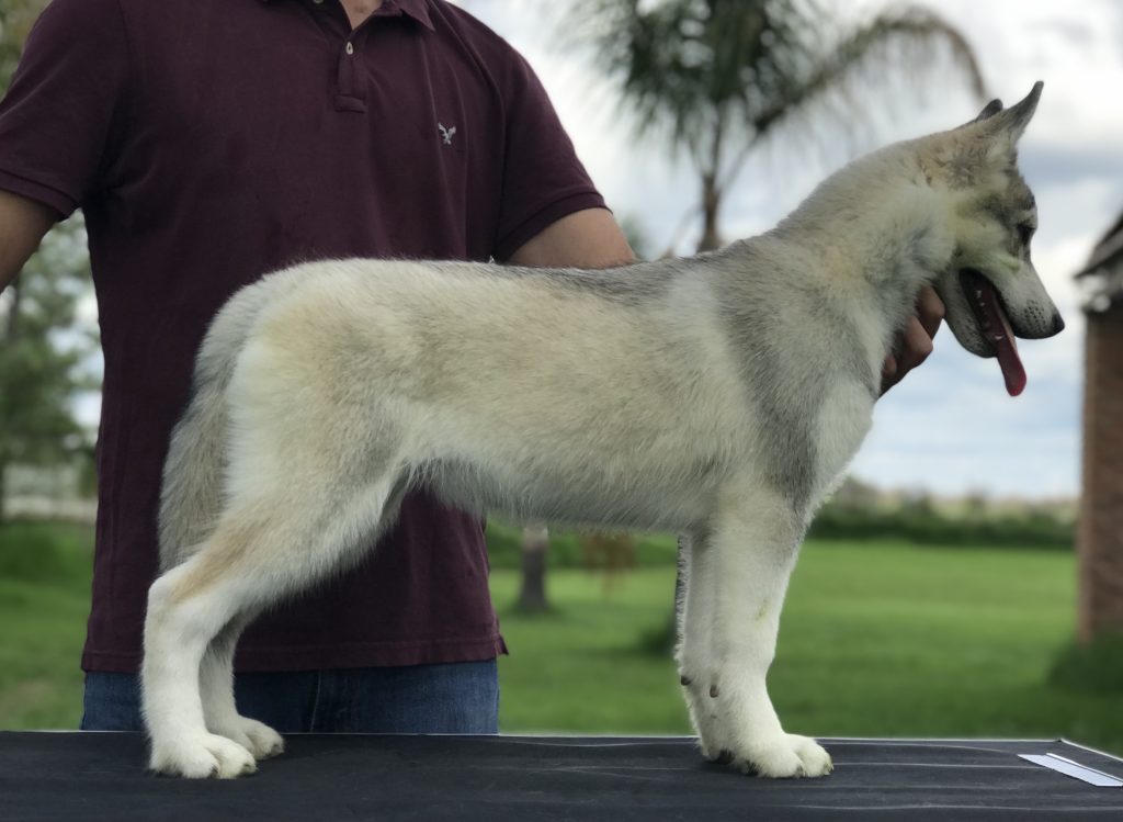 Criadero de Husky Siberiano