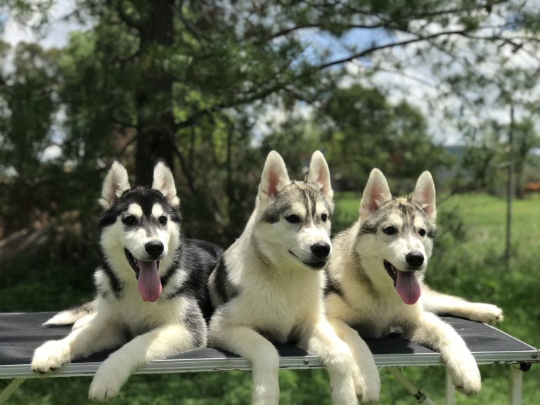 Criadero de Husky Siberiano con pedigree venta de cachorros Morelia colima