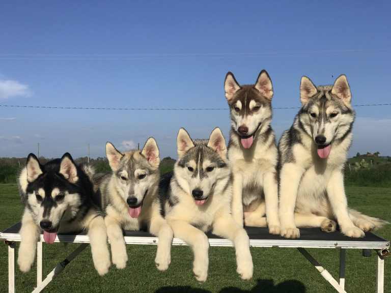 venta de cachorros Criadero de Husky Siberiano en México colima