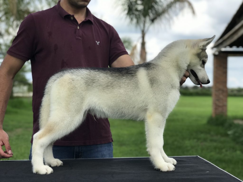 Criadero de Husky Siberiano venta de cachorro gris