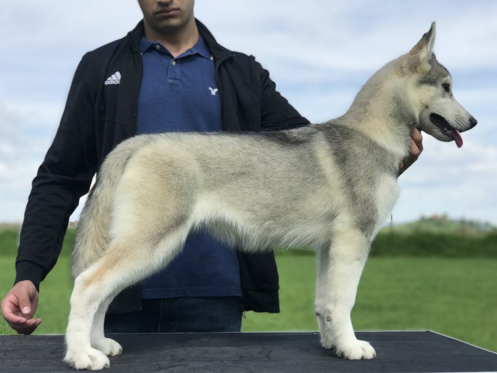 Venta de cachorros Husky color gris