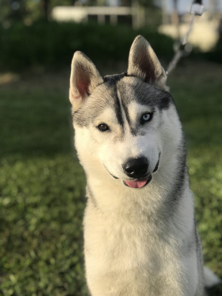 Criadero de Husky Siberiano manto gris con heterocromia en México