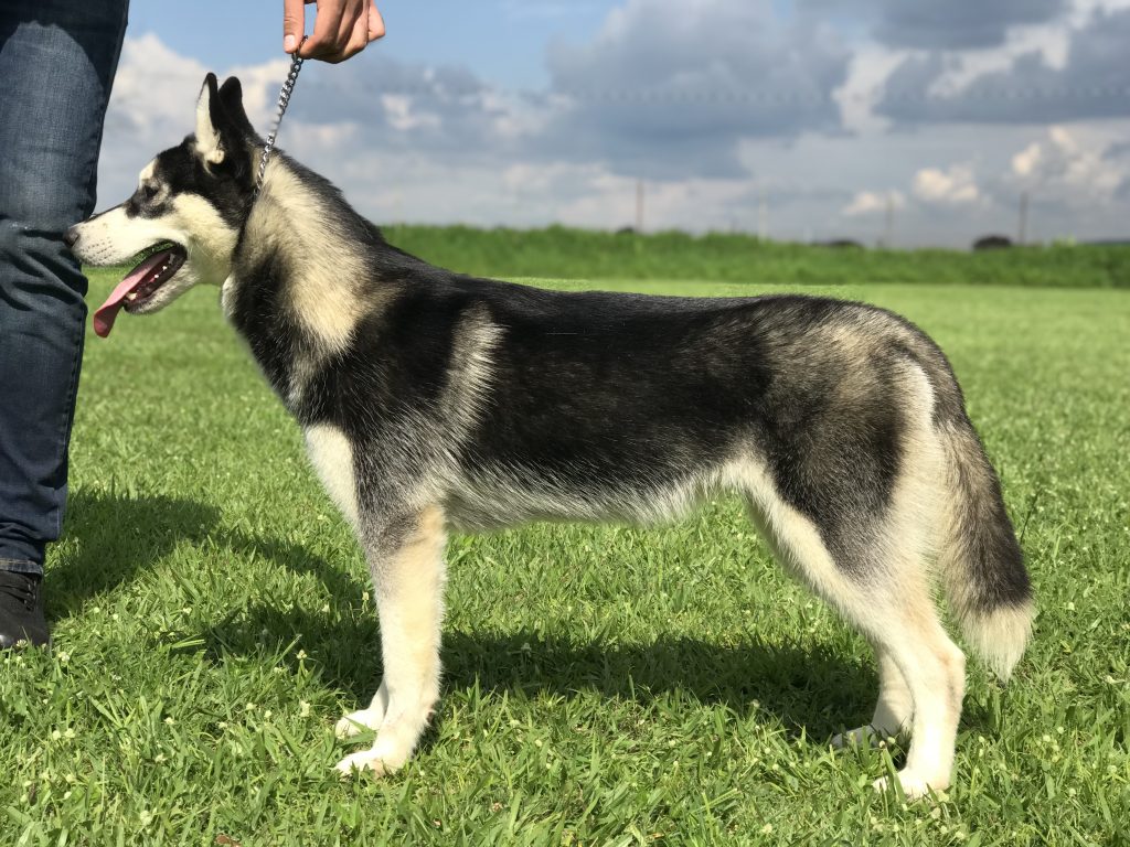 Husky Siberiano color negro en venta | Husky Siberian Shadi