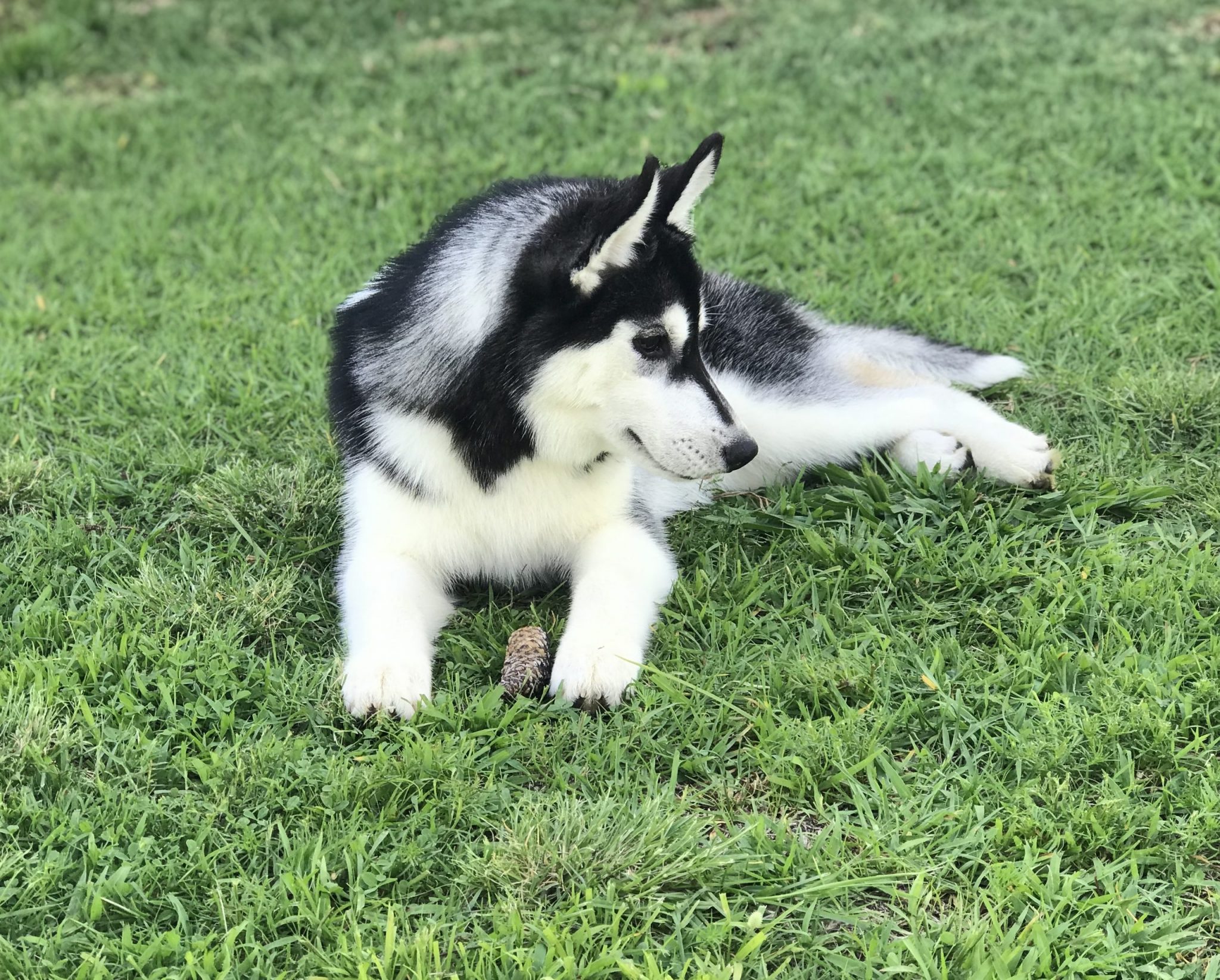 Venta de cachorros Husky color negro