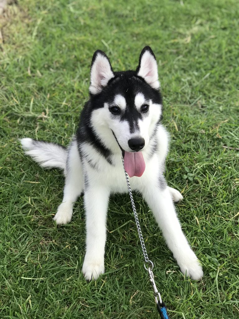 Venta de cachorros Husky