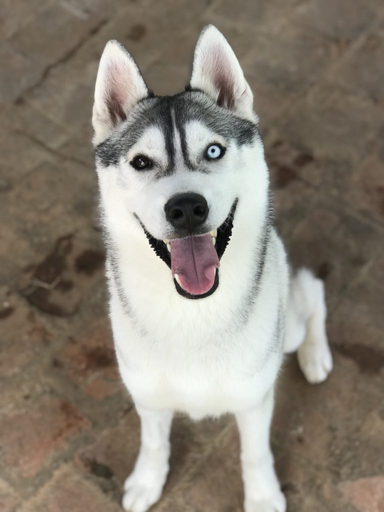 Criadero de Husky Siberiano manto gris en México