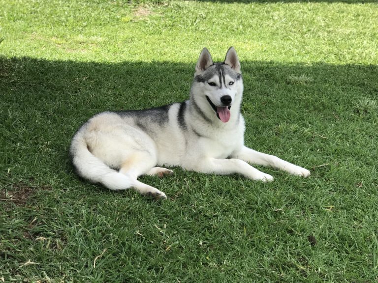 Criadero de Husky Siberiano con pedigree manto gris en México