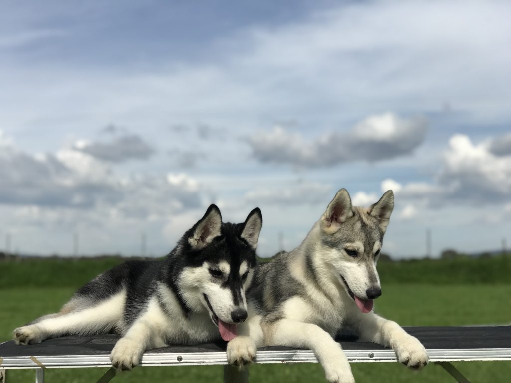 Venta de cachorros Husky