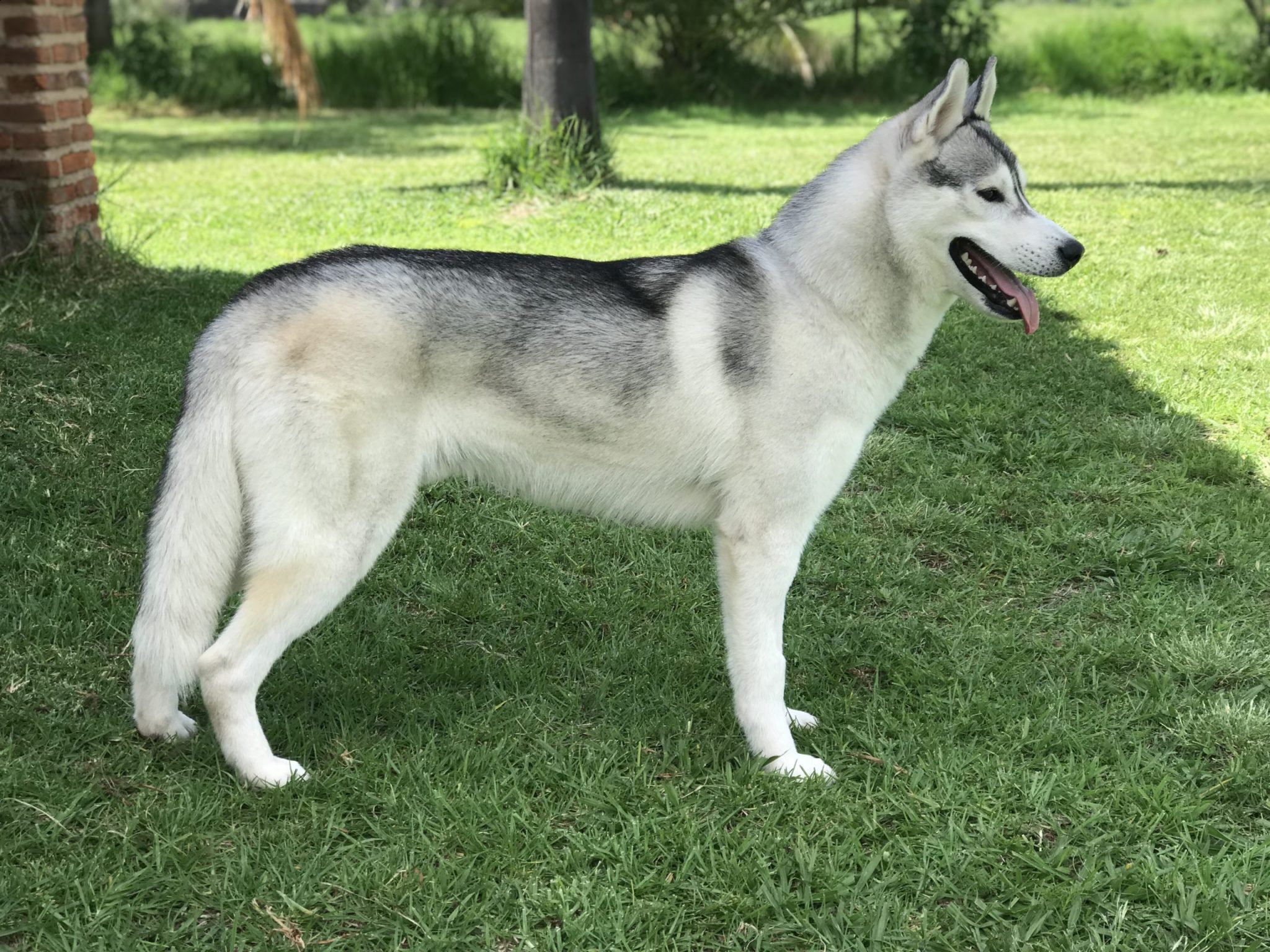 Criadero de Husky Siberiano manto gris en México
