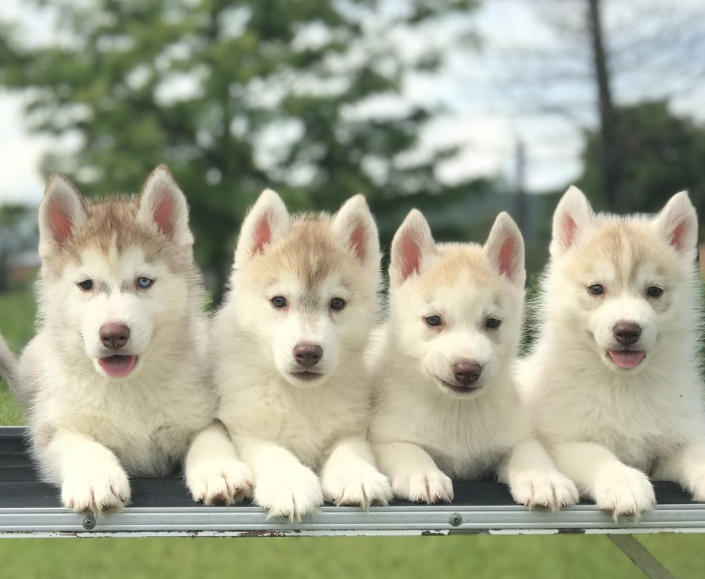 HUSKY SIBERIANO MANTO RED LIGHT ROJO EN VENTA