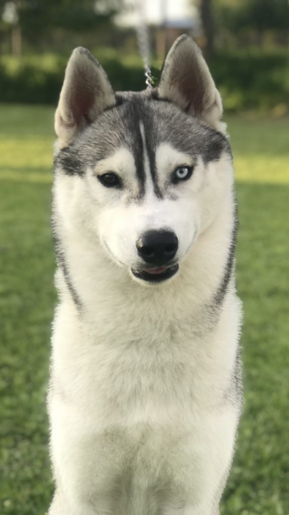 VENTA DE HUSKY SIBERIANO CON HETEROCROMIA