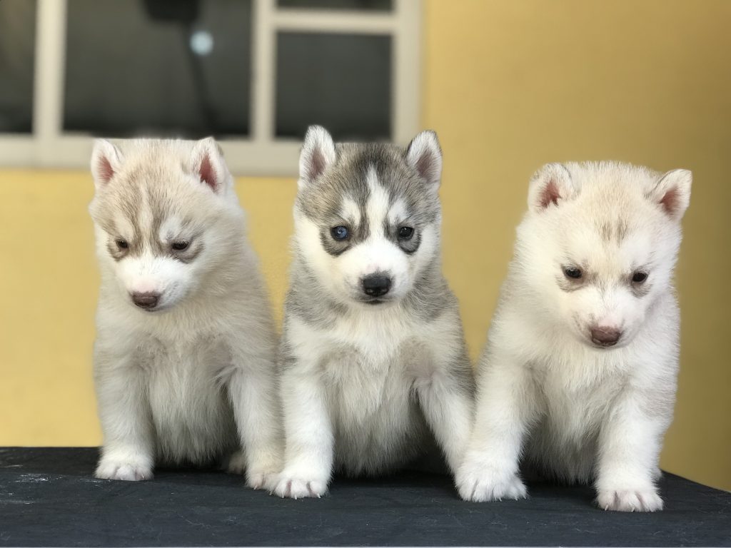 cachorros husky siberiano en venta con pedigree